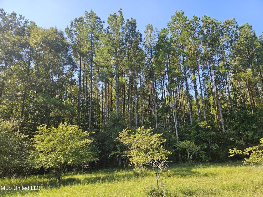 92 Acres of Timber, Wildlife, and Homesite Potential - Pearl - photo 48
