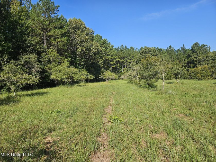 92 Acres of Timber, Wildlife, and Homesite Potential - Pearl - photo 49