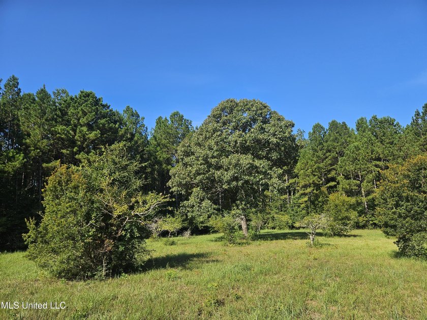 92 Acres of Timber, Wildlife, and Homesite Potential - Pearl - photo 50