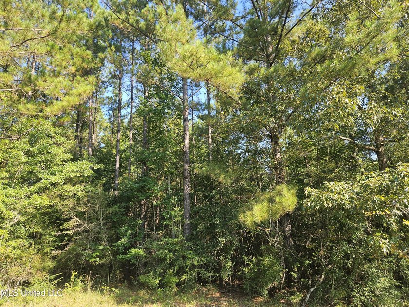 92 Acres of Timber, Wildlife, and Homesite Potential - Pearl - photo 51