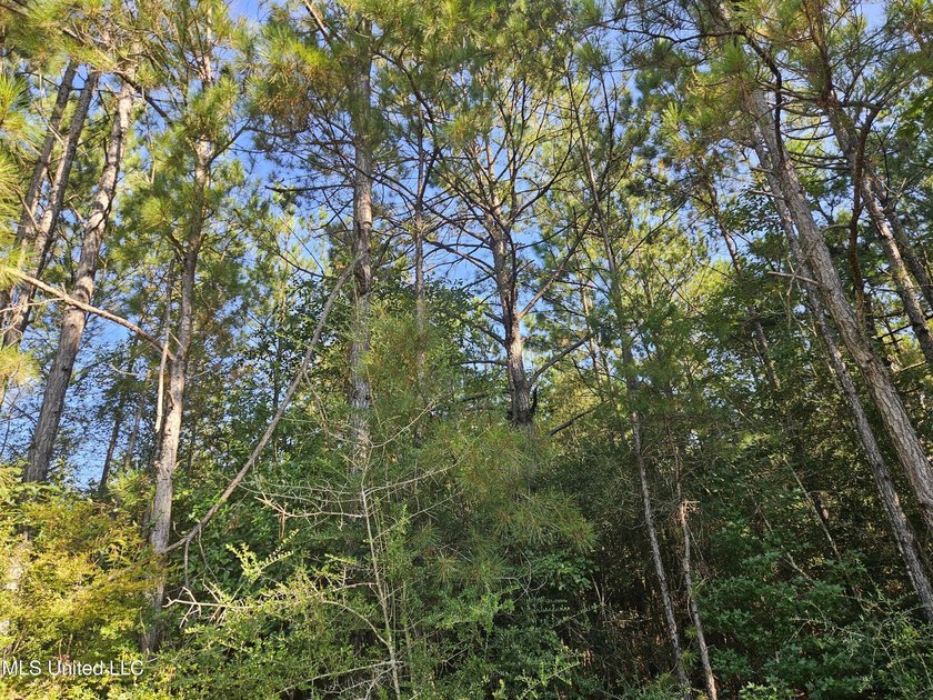 92 Acres of Timber, Wildlife, and Homesite Potential - Pearl - photo 52