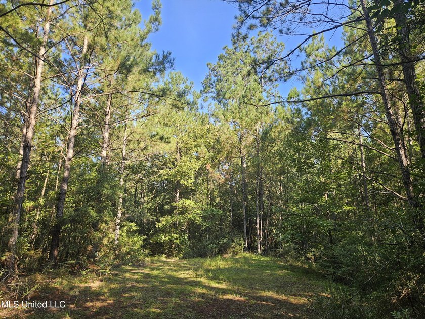 92 Acres of Timber, Wildlife, and Homesite Potential - Pearl - photo 53