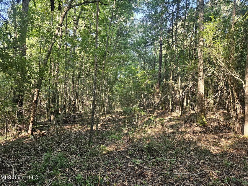 92 Acres of Timber, Wildlife, and Homesite Potential - Pearl - photo 54
