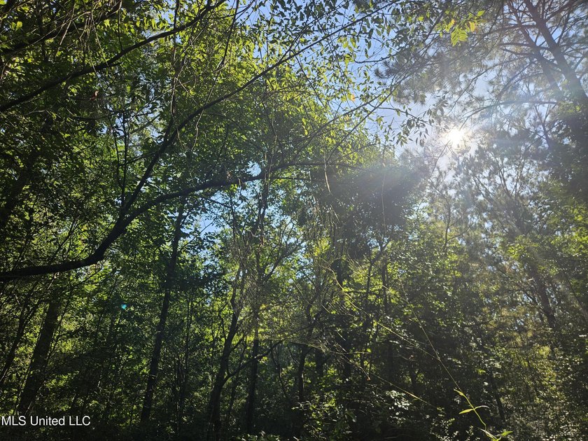 92 Acres of Timber, Wildlife, and Homesite Potential - Pearl - photo 57