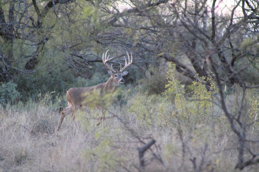 The Miller Ranch is located just outside of Brady, Texas. This - photo 13