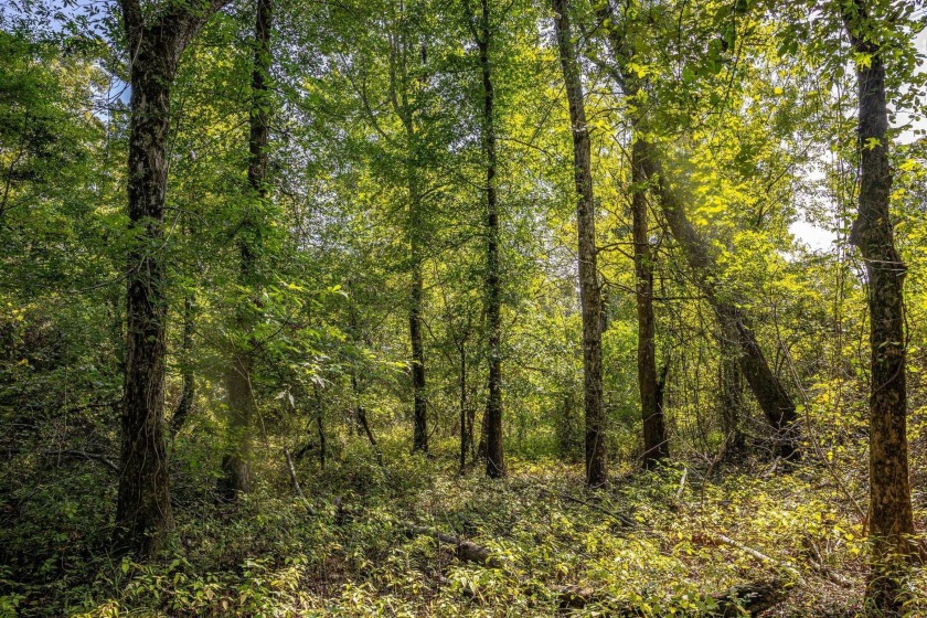 Imagine owning more than a mile of Big Black River frontage in - photo 11