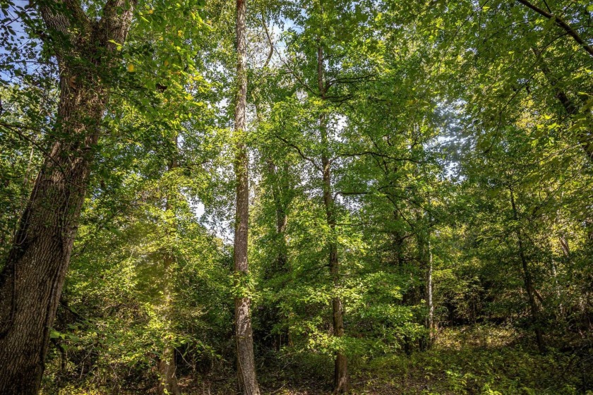 Imagine owning more than a mile of Big Black River frontage in - photo 13