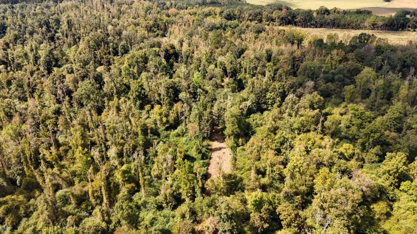 Imagine owning more than a mile of Big Black River frontage in - photo 28