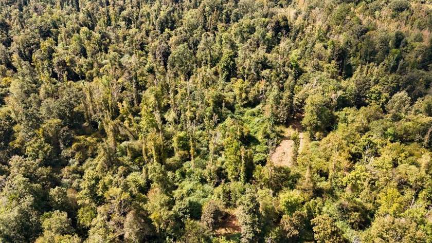 Imagine owning more than a mile of Big Black River frontage in - photo 29