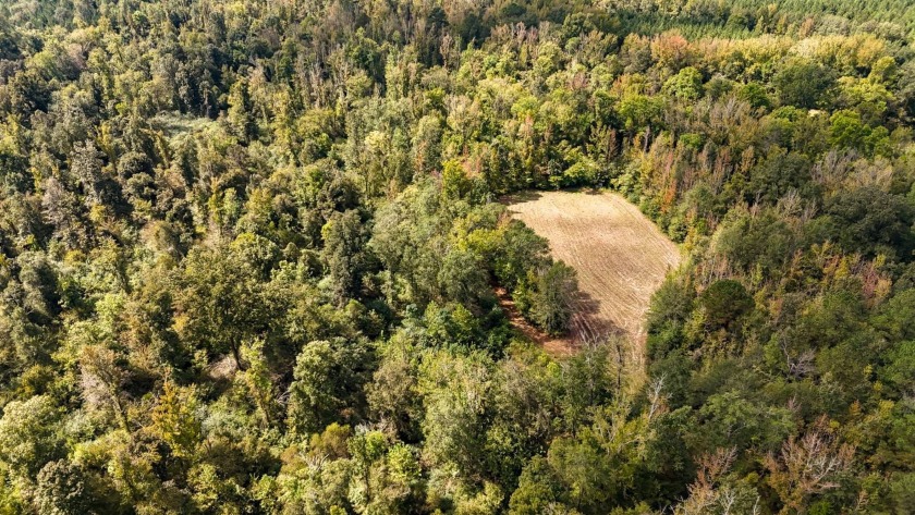 Imagine owning more than a mile of Big Black River frontage in - photo 32