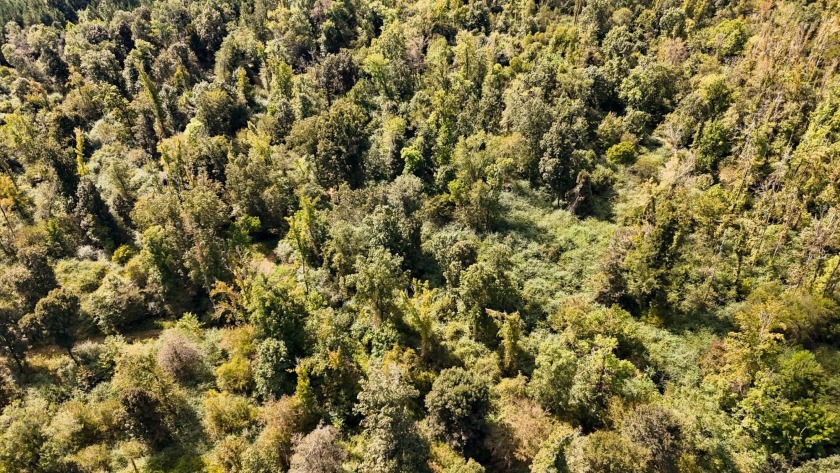 Imagine owning more than a mile of Big Black River frontage in - photo 33