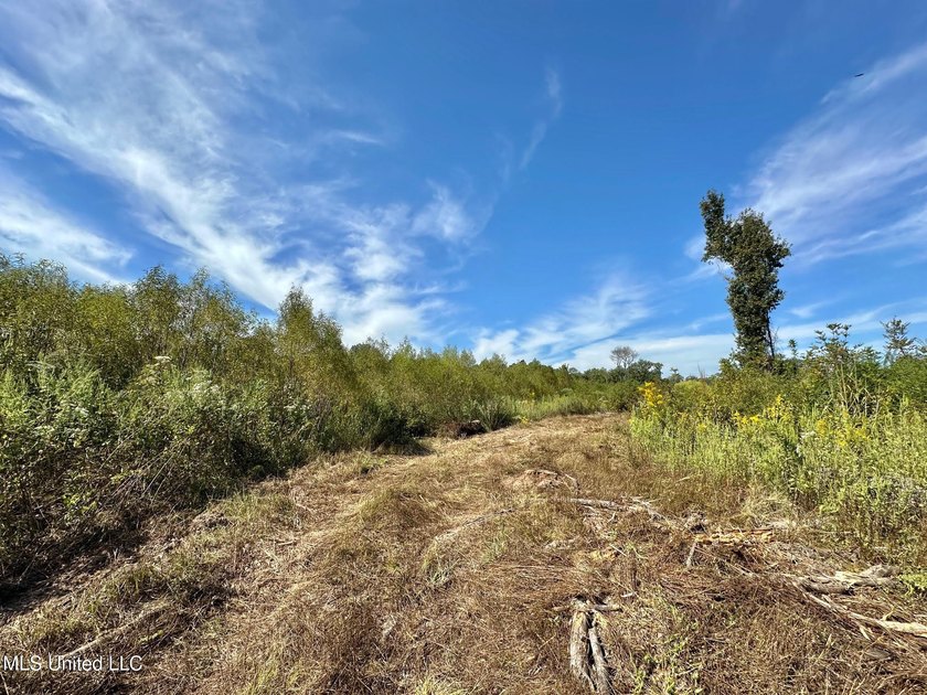 Tuscola Flats is a +/- 309 acre bottomland hunting tract located - photo 7