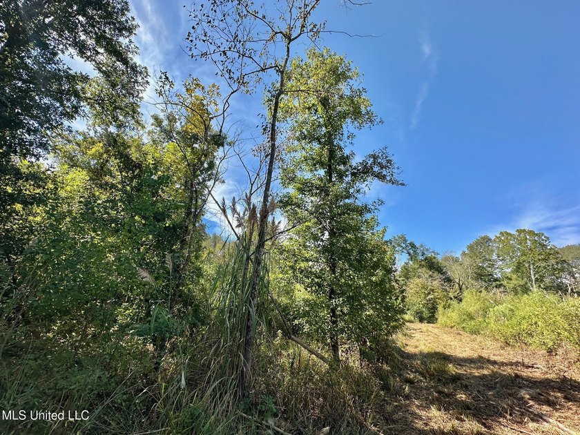 Tuscola Flats is a +/- 309 acre bottomland hunting tract located - photo 9
