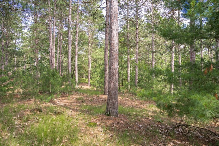 Build your Castle Rock Lake getaway on this 1.5-acre wooded lot - photo 7