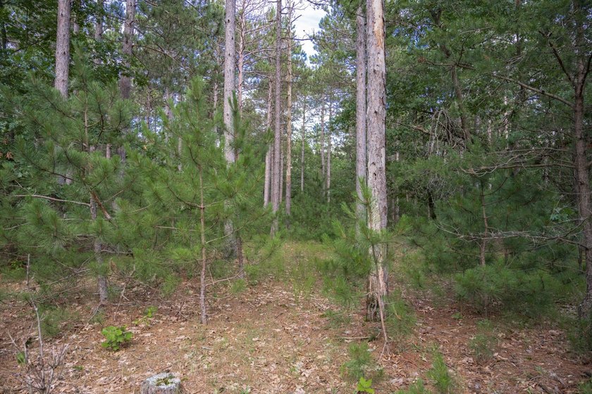 Build your Castle Rock Lake getaway on this 1.5-acre wooded lot - photo 9