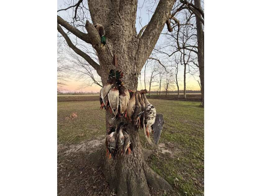 R &amp; R Waterfowl Farms is a premier 192.76 surveyed acre - photo 4