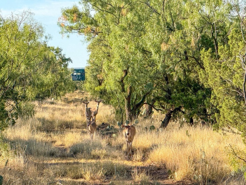 Introducing the Sendero Crossing Ranch, a 657 +/- acre hunting - photo 59