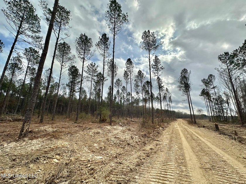 +/- 79.6 acres just south of the Rankin/Simpson line in Simpson - photo 8