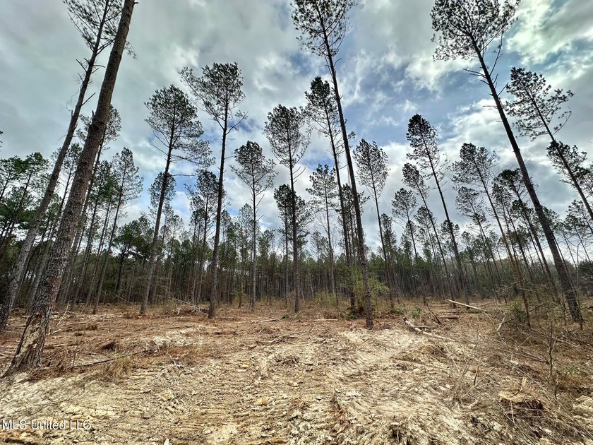 +/- 79.6 acres just south of the Rankin/Simpson line in Simpson - photo 9