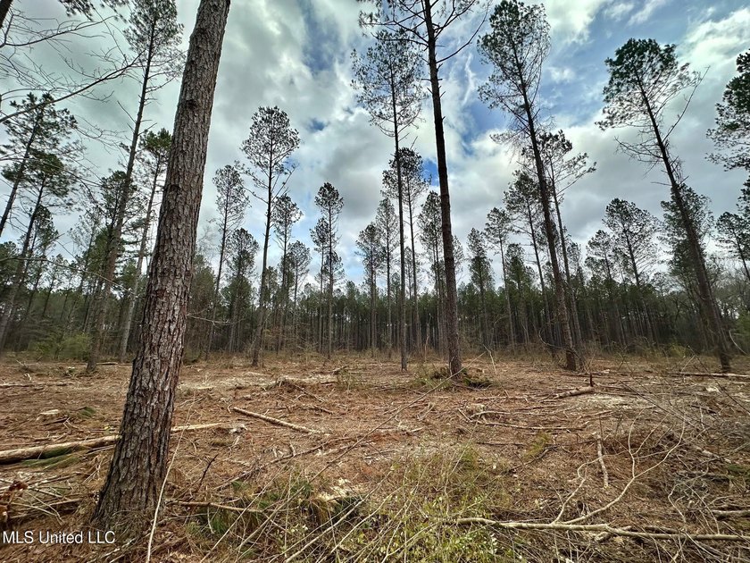 +/- 79.6 acres just south of the Rankin/Simpson line in Simpson - photo 10