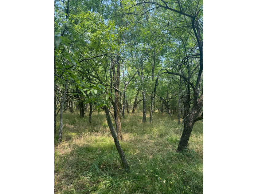 For Sale: 40 Acres of Prime Hunting Land in Red Slough Area - photo 2