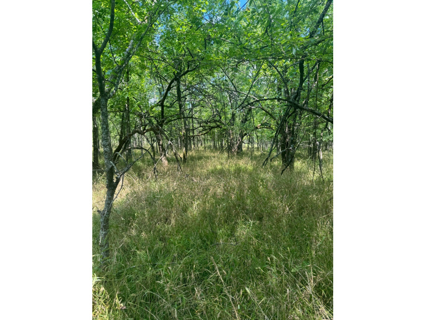 For Sale: 40 Acres of Prime Hunting Land in Red Slough Area - photo 3