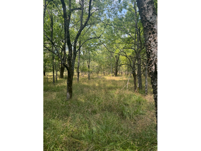 For Sale: 40 Acres of Prime Hunting Land in Red Slough Area - photo 5