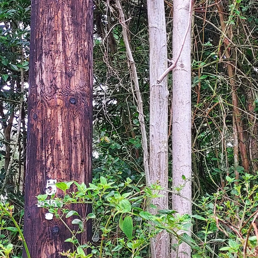 A WOODED LOT WITH TOWERING TREES READY TO BE CLEARED FOR A BRAND - photo 6
