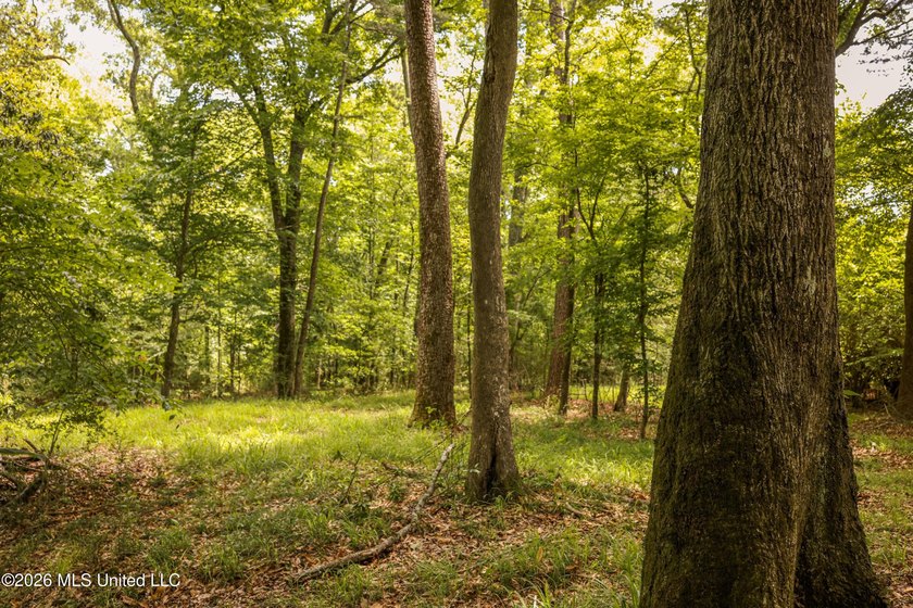 Welcome to 108+- acres in Summit, MS, located on the beautiful - photo 3
