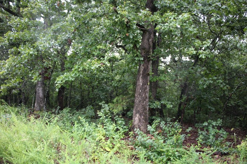 20.55 acres lying along a well- maintained county road with few - photo 8