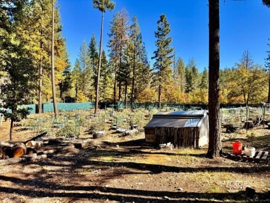 Two adjacent 1.5+ acre lots each with garden sites and solid - photo 40
