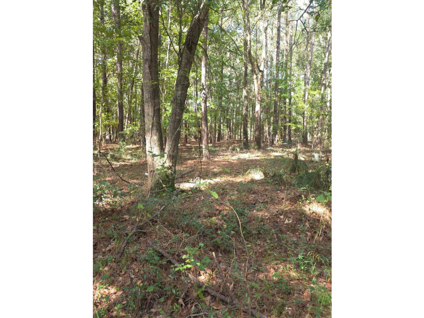 Discover the possibilities with this beautiful 1.25-acre - photo 3