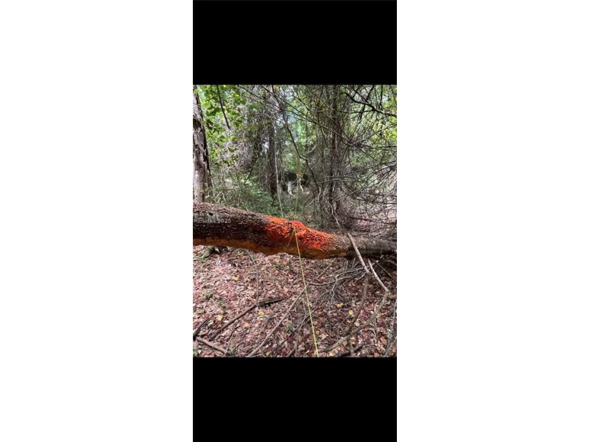 This could possibly be the last undeveloped parcel of this size - photo 6