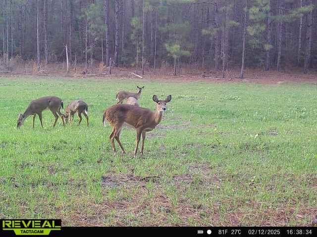 Beautiful land for sale in Poplarville, Ms. 30 acres mostly - photo 11