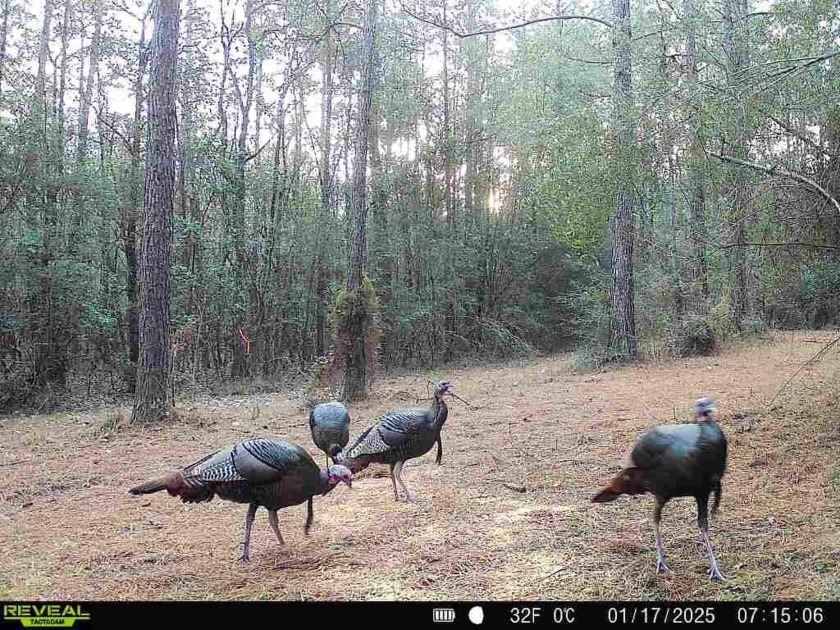 Beautiful land for sale in Poplarville, Ms. 30 acres mostly - photo 12