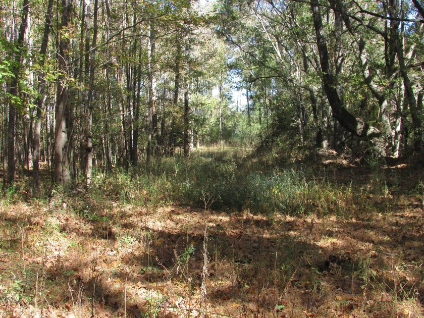 72.5 acres of open pastureland with dirt work started for a lake - photo 14