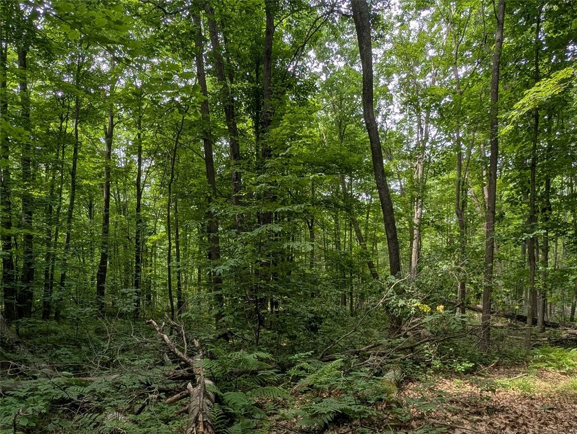 Tucked into the trees just outside Ladysmith, this .92-acre - photo 12