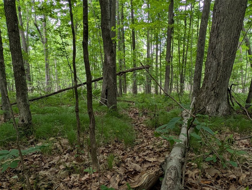 Tucked into the trees just outside Ladysmith, this .92-acre - photo 13