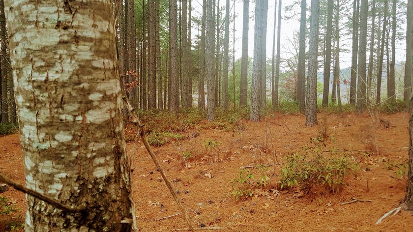 Beautiful view up and down the main channel from this wooded lot - photo 10