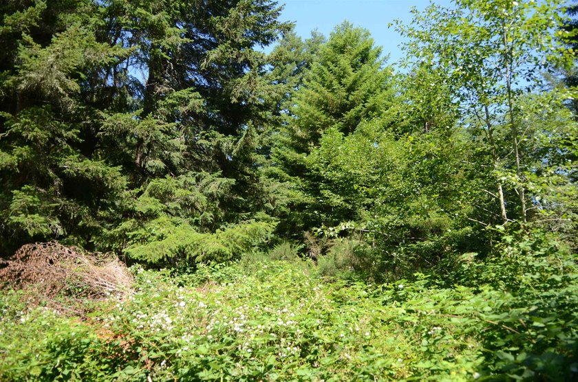 Beautiful lot w/secluded privacy with Del Norte Golf Course - photo 4
