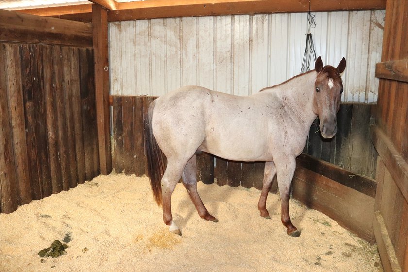 Turn-key Equine training facility. Currently used as a cutting - photo 39