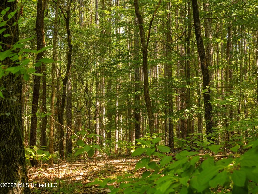 +/-288 Acres - Holmes County, MS | Prime Hunting &amp; Timber Tract - photo 12