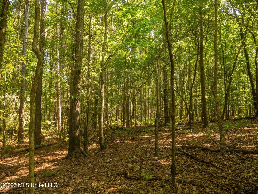 +/-288 Acres - Holmes County, MS | Prime Hunting &amp; Timber Tract - photo 13