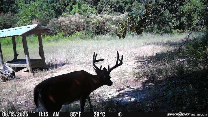 +/-288 Acres - Holmes County, MS | Prime Hunting &amp; Timber Tract - photo 17