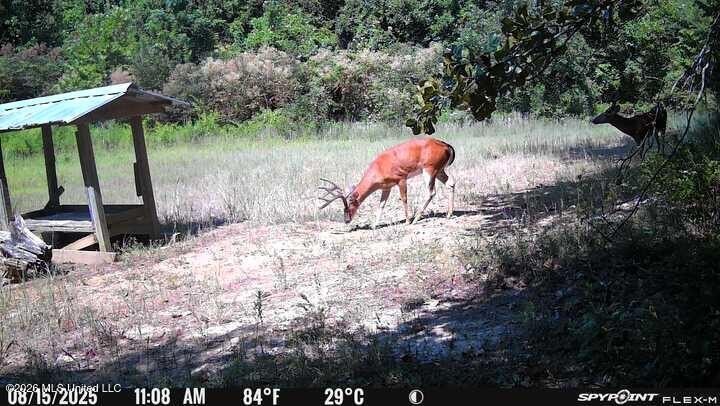 +/-288 Acres - Holmes County, MS | Prime Hunting &amp; Timber Tract - photo 19