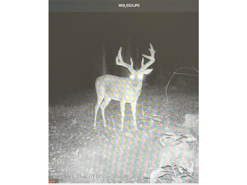 +/-288 Acres - Holmes County, MS | Prime Hunting &amp; Timber Tract - photo 21