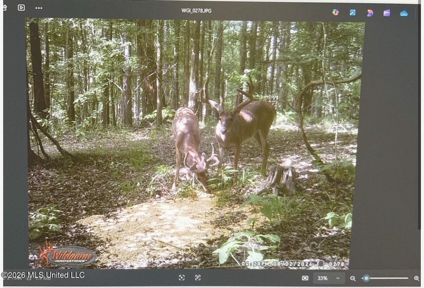 +/-288 Acres - Holmes County, MS | Prime Hunting &amp; Timber Tract - photo 25
