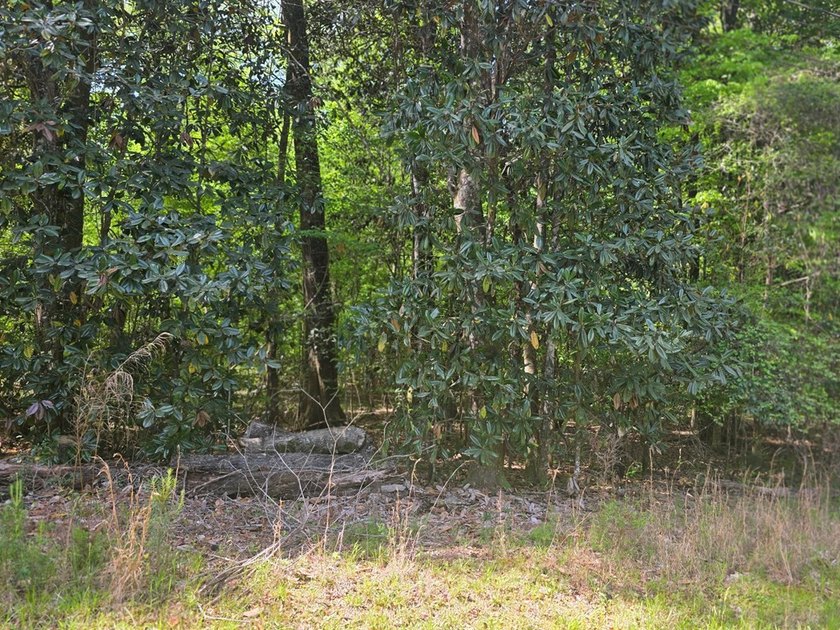 Beautiful flat lot with creek running through the back of - photo 2