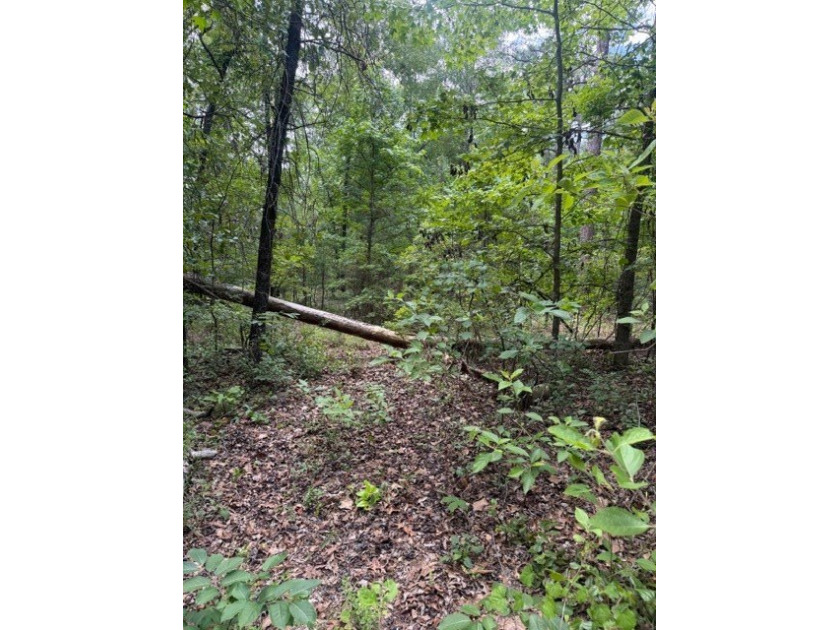 Discover the potential of this beautiful 1+/- acre of - photo 7