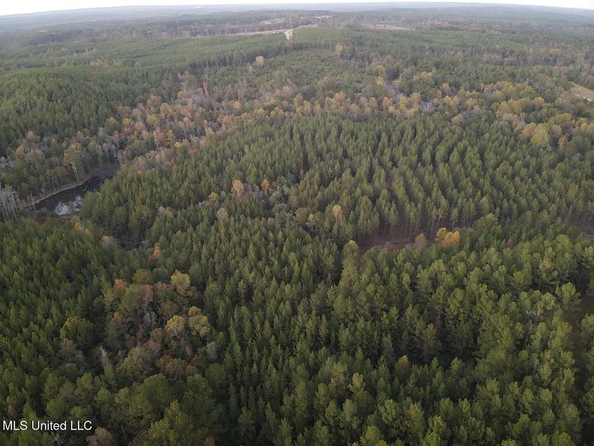 +/-80 Acres - Smith County, MS | Mize School District Located - photo 2